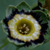 Primula Auricula Old Irish Green - Abriachan Nurseries